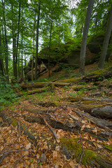 Fototapeta premium wald