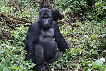 Moutain Gorilla, Silverback in front of his family. Democratic Republic of Congo, Africa