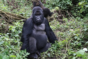 Naklejka premium Moutain Gorilla, Silverback in front of his family. Democratic Republic of Congo, Africa