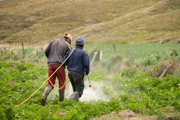 agricultores en cultivo