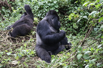 Mountain Gorilla, Silverback out of the forest. Democratic Republic of Congo, Africa
