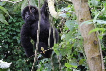 Mountain Gorilla, Baby plays in the trees, Democratic Republic of Congo, Africa