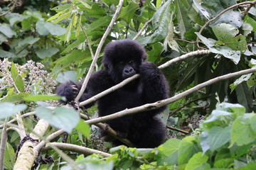 Mountain Gorilla, Baby plays in the trees, Democratic Republic of Congo, Africa
