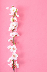 Sprig of cherry blossoms on a pink background.