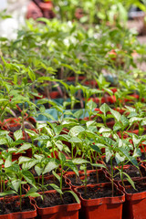 Young green seedlings plants growing in compost trays on a country site
