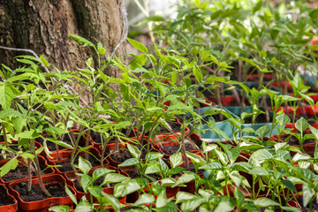 Young green seedlings plants growing in compost trays on a country site