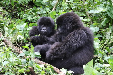 Moutain Gorilla, pregnant female with young Mountain Gorilla, Democratic Republic of Congo, Afrika
