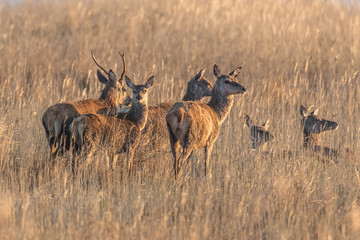 Rotwild im schilf