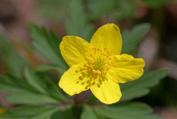 Closeup of a yellow wood anemone flower. Latin name: Anemone Ranunculoides