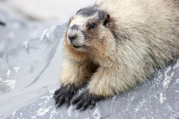 Marmotte