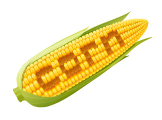 Corn cob. Organic food. Corncob natural meal. Ripe Maize.
