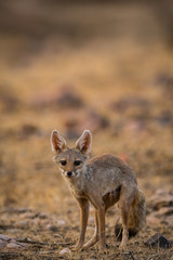 Naklejka na ściany i meble A sub adult fox from Ranthambore National Park