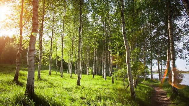 White birch trees in the forest in summer. Birch tree forest in morning light with sunlight.