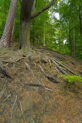 Wald