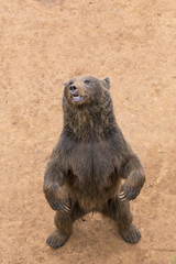 bear raised on its hindquarters