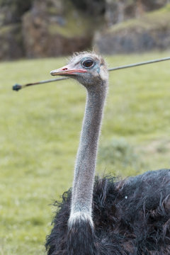 half-length portrait of an ostrich