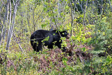 Black Bear