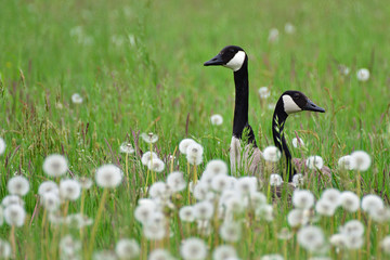Kanadagänse im hohen Graß