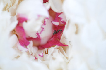 an ant on a peony flower close-up