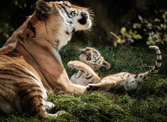 Marwell Tigers © jason
