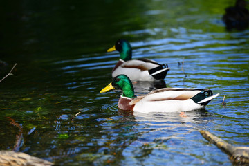 Wild geese in natural habitat, Germany