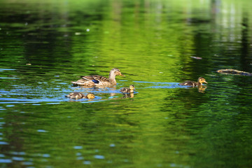 Wild geese in natural habitat, Germany