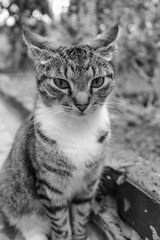 Florida Keys kitten outdoors view with blurred background B&W film look