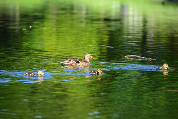 Wild geese in natural habitat, Germany
