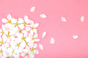 White delicate flowers of blooming apple tree on pink background.