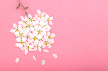White delicate flowers of blooming apple tree on pink background.