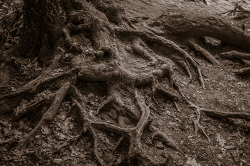Tree Roots