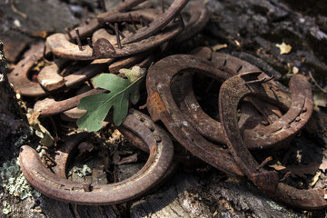 cannavo2017horseshoes