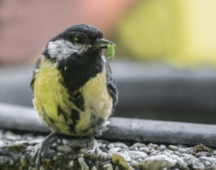 Kohlmeise mit Raupe im Schnabel