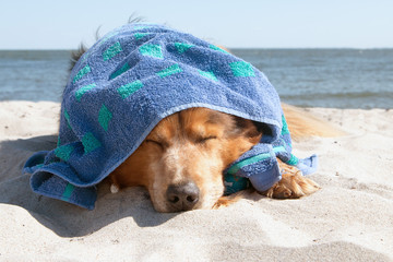 Schlafender Hund mit Handtuch über dem Kopf liegt am Meer