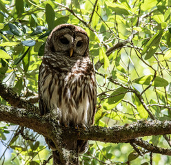 Barred owl