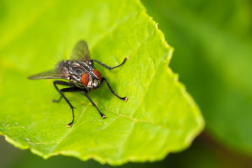 A Red Eyed Fly Resting on a Green Leaf in the Forest