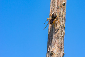 A Small Spider Taking a Short Walk on a Plant