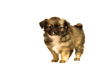 Cute little chihuahua puppy isolated in white background side view