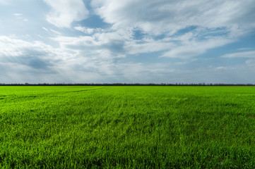 Image of a landscape of a green grass or wheat field and a blue sky with patterns from the clouds. The concept of serenity of ecology and spring