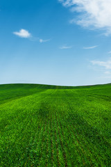 A green wheat field against a blue sky with clouds. Juicy Ful Color Green