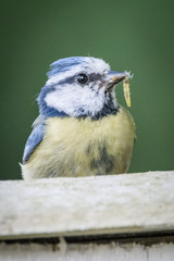Blue Tit Feeding