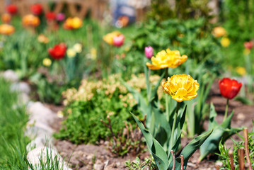 Blossomed flowers of a Tulip on a  personal plot. © Artem