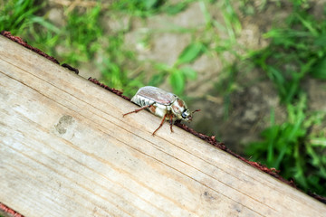 Chafer crawling on the Board