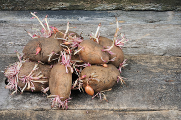 Sprouted potatoes. Front view.