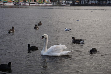 Swan 1