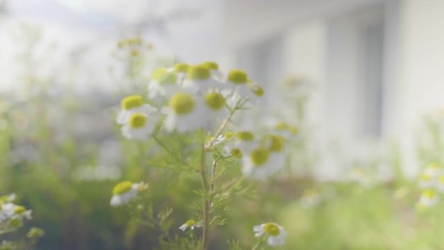 Beautiful flowers on a rooftop in Paris