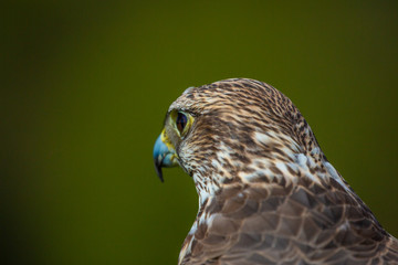 Peregrine falcon