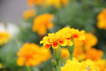 Yellow flower marigold