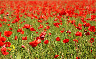 Fototapeta na wymiar Garching, Germany May 21, 2018 - Spring in Bavaria, impressive meadow full of bright and colorful red poppies, soft focus