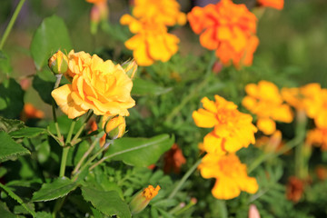 Yellow rose on the background of flowers marigolds